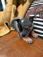 Cattle dog pups, Particulier, Hépatite contagieuse (maladie de Rubarth), 8 à 15 semaines, Plusieurs