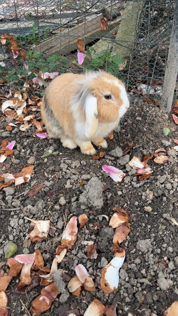 Lapin a donner, Animaux & Accessoires, Enlèvement