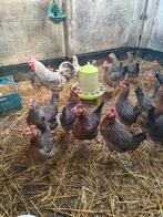 Broedeieren van cream legbar, Dieren en Toebehoren, Pluimvee, Geslacht onbekend, Kip