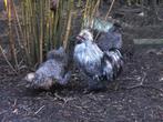 trio zijdehoenders, Dieren en Toebehoren, Pluimvee, Kip