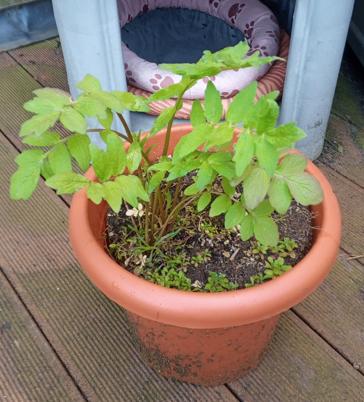 Valeriaan in pot (Gent), Enlèvement, Plante fixe