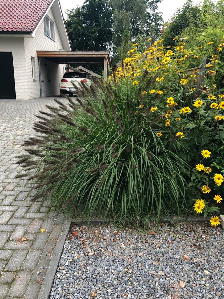 Grote Black Beauty Siergrassen - 9 stuks, Tuin en Terras, Planten | Tuinplanten, Ophalen