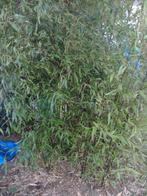 ZWARTE BAMBOE, Ophalen, Bamboe, 250 cm of meer