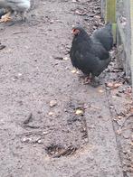 Brahma kriel 20€ per hen, Animaux & Accessoires