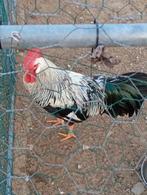 Broedeieren leghorn zilverpatrijs, Dieren en Toebehoren, Pluimvee, Geslacht onbekend, Kip