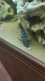 Zebracichliden, Dieren en Toebehoren