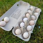 Œufs à éclore Serama, Animaux & Accessoires, Sexe inconnu, Poule ou poulet