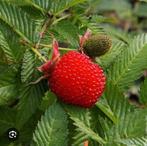 Aardbeiframboos, Tuin en Terras, Planten | Tuinplanten, Ophalen of Verzenden