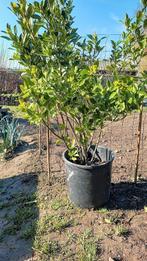 euonymus/kardinaalsmuts, Enlèvement, Haie