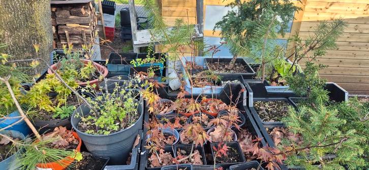 Zaailingen Pinus , Acer ,Juniperus en Zelkova Nire, Jardin & Terrasse, Plantes | Arbres, Enlèvement
