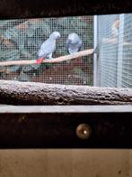 Koppel grijze roodstaart, Dieren en Toebehoren, Tam