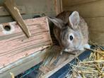Dwergkonijntje, Dieren en Toebehoren, Konijnen, Mannelijk
