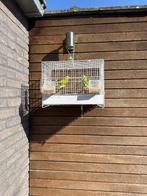 Parkieten, Plusieurs animaux, Perruche