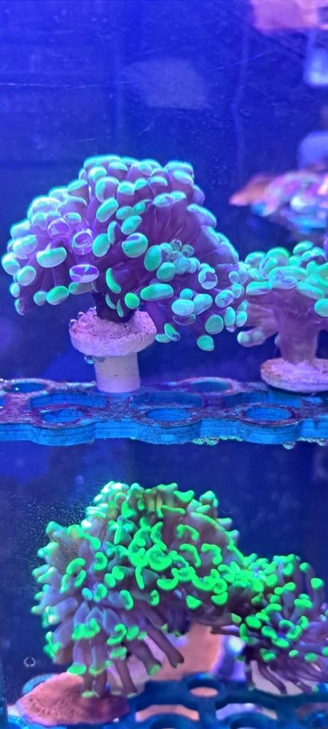 Koraal stekjes zeeaquarium, Ophalen, Zo goed als nieuw, Overige typen, Overige merken