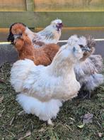 Broedeieren zijdehoentjes, Dieren en Toebehoren, Pluimvee