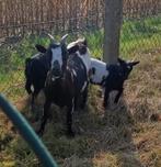 Met spoed huisje gezocht.Dwerg geit vrouwtje 2 jaar. €70,-, Vrouwelijk, Geit, 0 tot 2 jaar