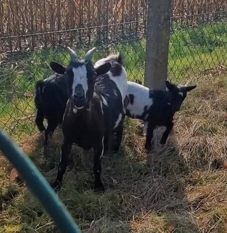 Met spoed huisje gezocht.Dwerg geit vrouwtje 2 jaar. €70,-, Dieren en Toebehoren, Schapen, Geiten en Varkens, Geit, Vrouwelijk