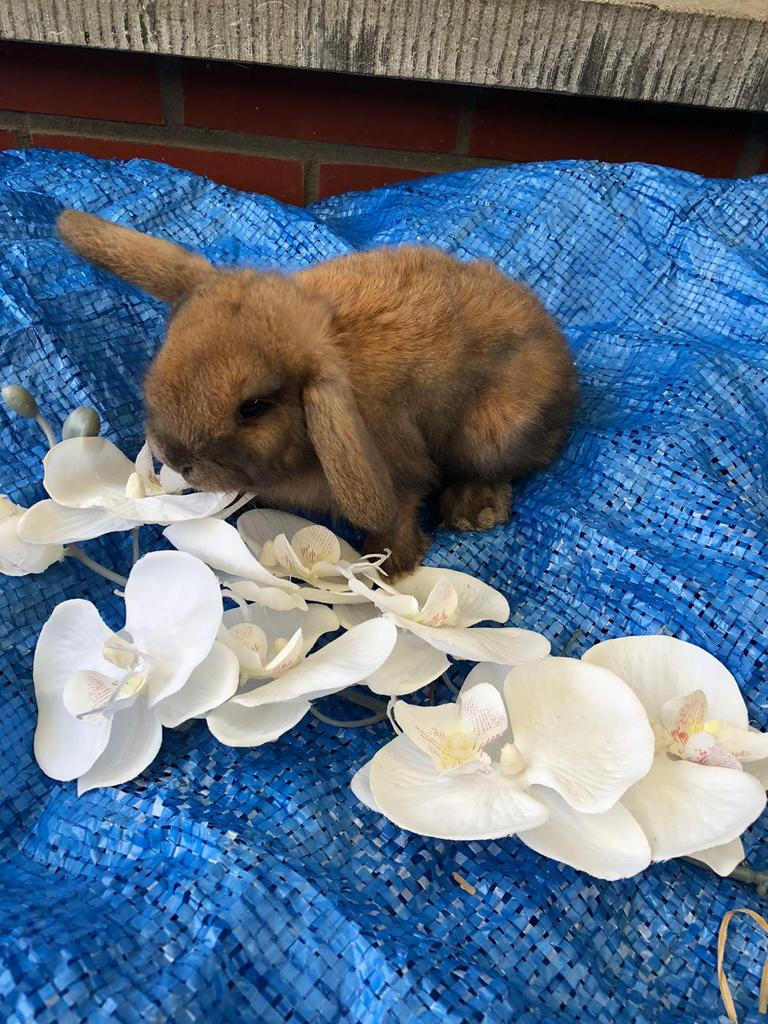 Dwergkonijn dwergkonijnen hangoortje konijn, Dieren en Toebehoren, Konijnen