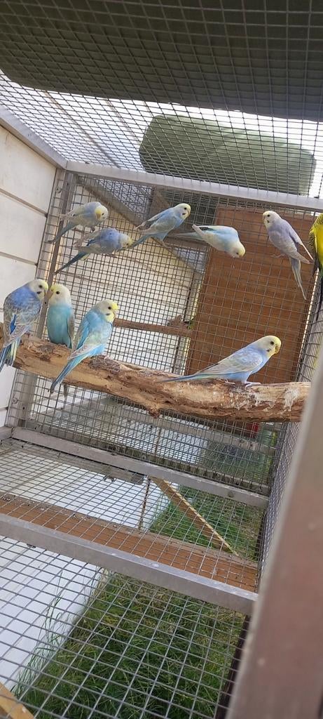 Perruches arc-en-ciel, Plusieurs animaux, Perruche, Bagué