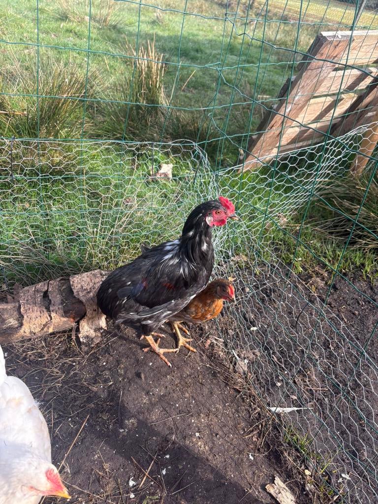 Jonge haan te koop – 22 weken – gezond en actief, Animaux & Accessoires, Volatiles, Poule ou poulet, Mâle