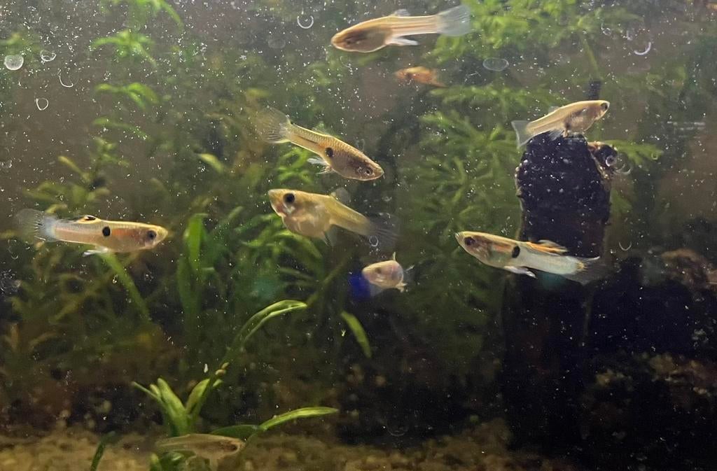 Jonge volwassen endler guppy’s