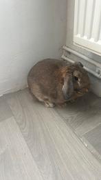 Lapin de 20 semaines + cage, Enlèvement ou Envoi, Cage, Lapin