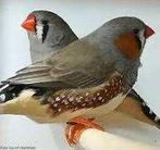 zebravinken, Mannelijk, Tropenvogel