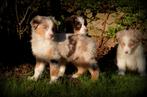 Australische Herder pups, Dieren en Toebehoren, Parvo, België, 8 tot 15 weken, Meerdere