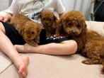 Toypoedelpups, Caniche, 8 à 15 semaines, Plusieurs, Éleveur | Loisir
