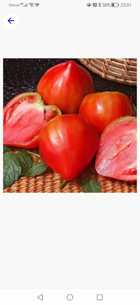 Tomaat, Ophalen, Volle zon, Groenteplanten, Eenjarig