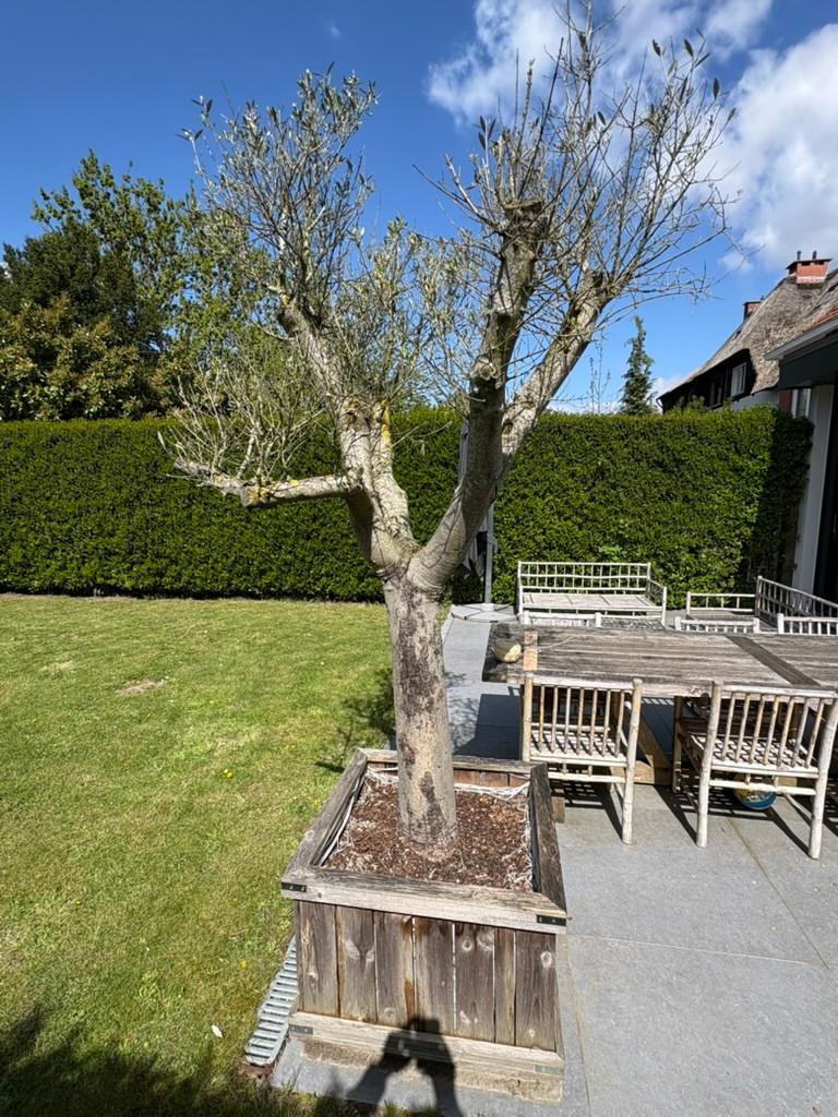 Olijfboom Gratis af te halen, En pot, Plein soleil, 250 à 400 cm, Enlèvement