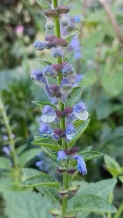 Scutellaria/ glidkruid .... zaailingen 6 voor 5 euro, Jardin & Terrasse, Plantes | Jardin, Autres espèces, Plein soleil, Été, Enlèvement