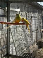 Couple de perruche a croupion de 2025, Animaux & Accessoires, Enlèvement