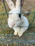 Konijnen te koop