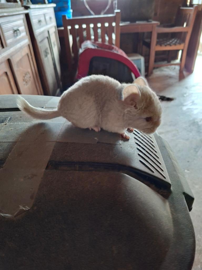 Chinchilla broer en zus te reserveren, Dieren en Toebehoren, Knaagdieren, Meerdere dieren, Chinchilla, Maart, Tam