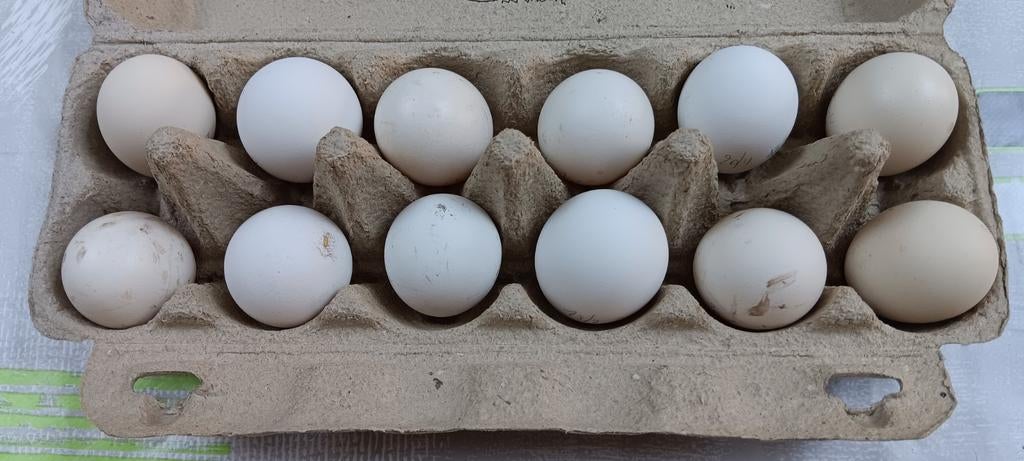 Padua broedeieren, Ophalen