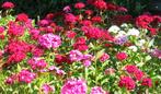 dianthus barbatus/duizendschoon 2€, Jardin & Terrasse, Plantes | Jardin, Enlèvement, Automne, Plante fixe, Mi-ombre
