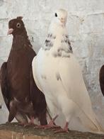 IRAN. Toghi soror, Dieren en Toebehoren, Vogels | Duiven