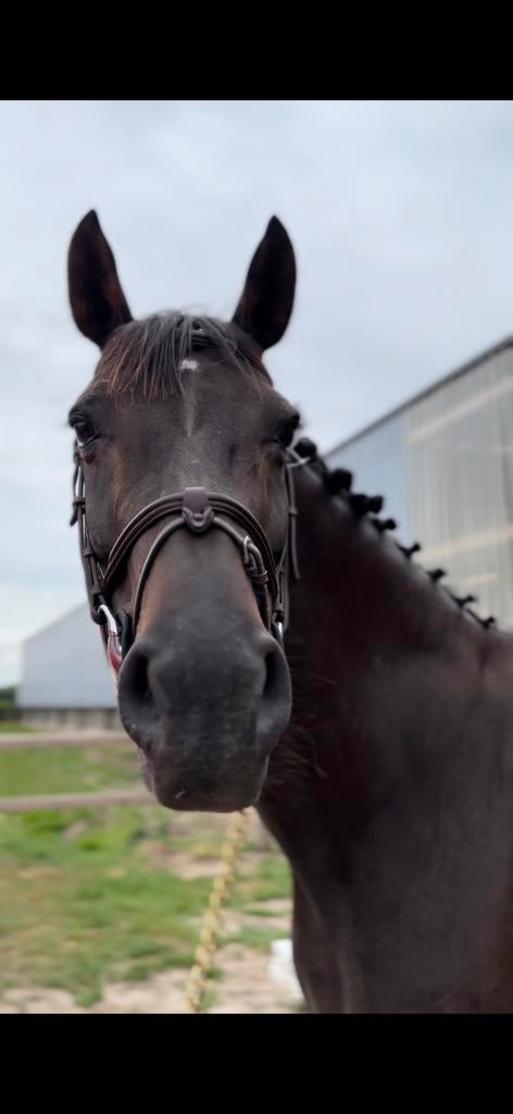 Knappe merrie te koop, Animaux & Accessoires, Chevaux, Jument