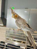 Vrouwelijke valkparkiet te koop, Dieren en Toebehoren, Vogels | Parkieten en Papegaaien