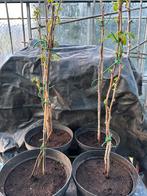 Herfsframboos ( Autumn Bliss), Ophalen