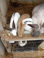 Nestje konijnen te koop van 7 stuks, Dieren en Toebehoren