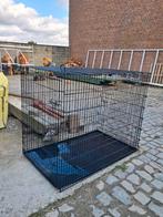 Bench XXXL - 8 maanden oud, Dieren en Toebehoren, Ophalen