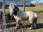 Prachtige dekhengst pony, Étalon, Poney A (jusqu'à 1.17 m), Vermifugé