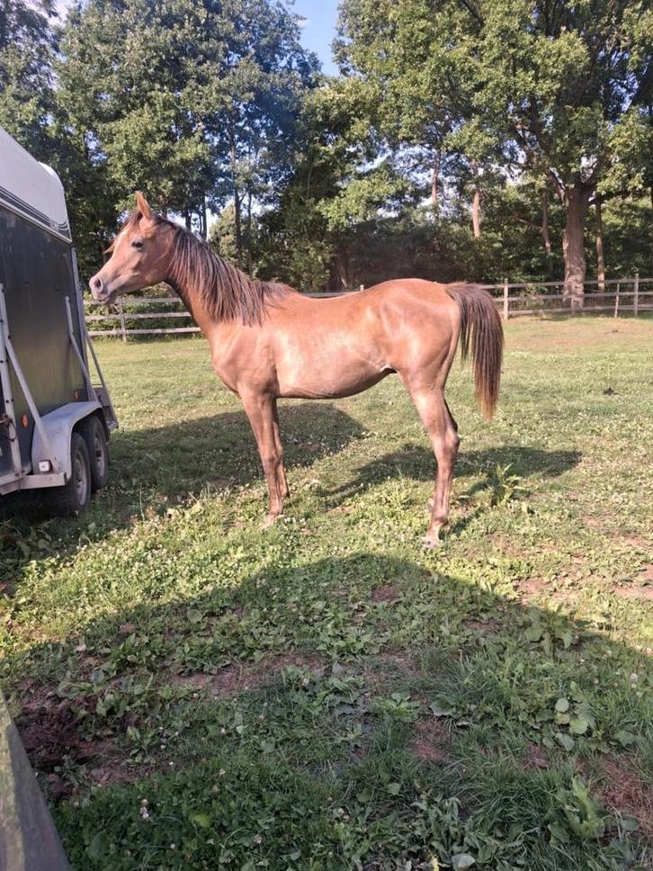 Arabier hengst, Dieren en Toebehoren, Paarden, Hengst