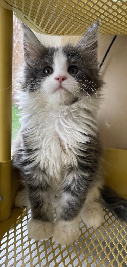 Maine Coon kittens, Dieren en Toebehoren, Poes, Gechipt, 0 tot 2 jaar