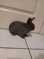 Dwergkonijntjes, Animaux & Accessoires, Lapins, Plusieurs animaux, Nain, 0 à 2 ans