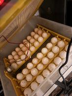 Broed eieren gezocht maakt nie uit welke rassen, Dieren en Toebehoren, Ophalen, Zo goed als nieuw