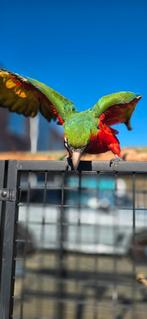 Harlekijn ara (freeflight getraind ), Mâle, Perroquet, Domestique