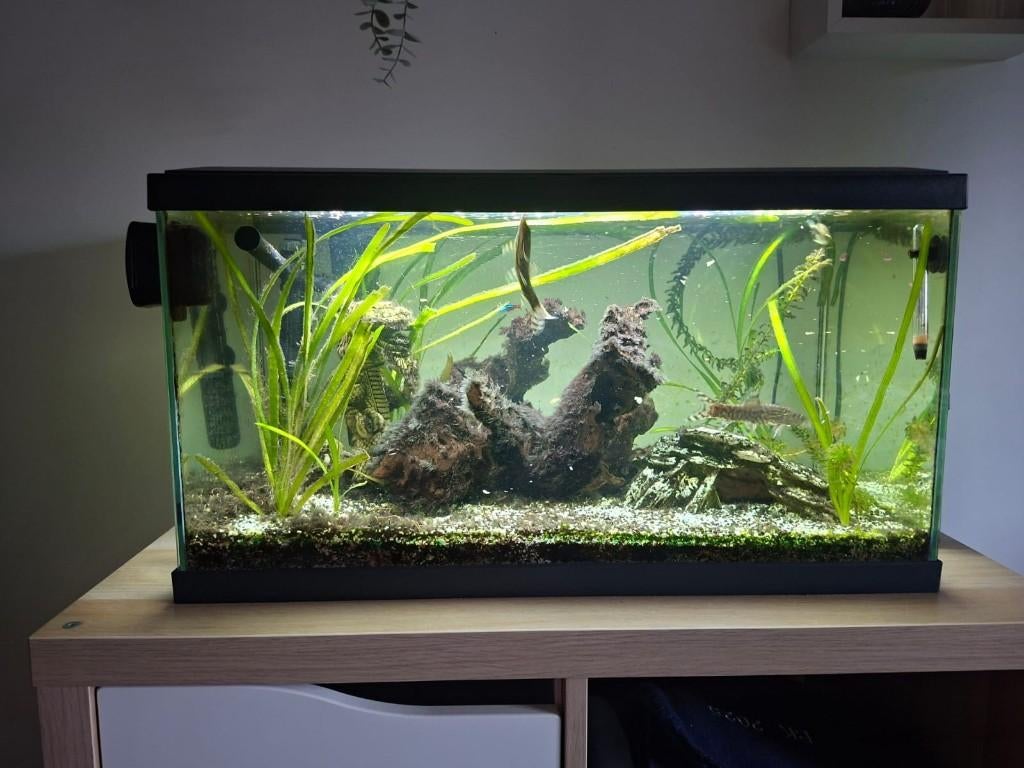 Aquarium, Ophalen, Inclusief vissen, Gebruikt, Gevuld zoetwateraquarium